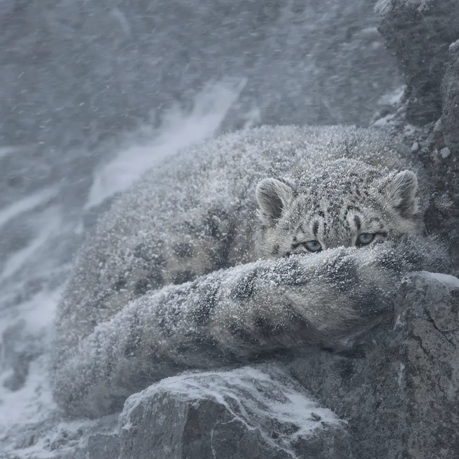 The cub curled against a rock in a blizzard, her tail over her face like a scarf
